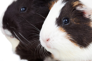 Image showing two cute guinea pigs isolated