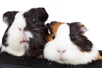 Image showing  two cute guinea pigs 