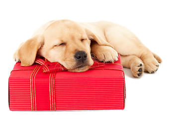 Image showing labrador puppy sleeping on a present