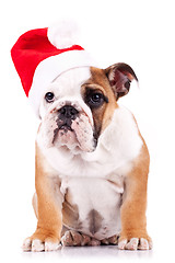 Image showing santa english bulldog puppy sitting 