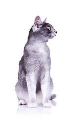 Image showing cat looking at something at its side