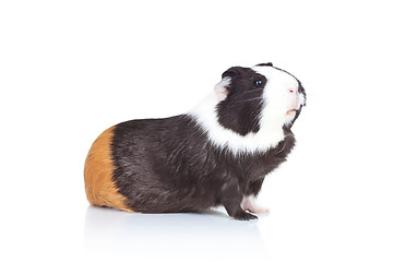 Image showing Black and white guinea pig