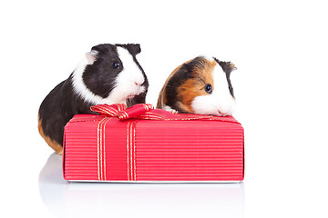 Image showing  guinea pigs behind a red gift 