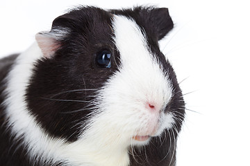 Image showing adorable guinea pig isolated
