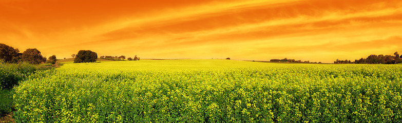 Image showing Canola Sunset Panoramic