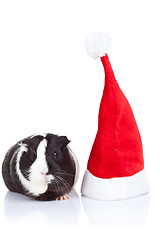 Image showing guinea pig and a christmas hat