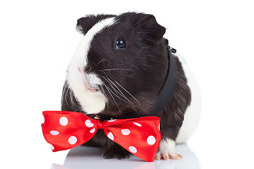 Image showing guinea pig wearing a red bow tie