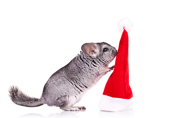 Image showing chinchilla playing with  a red santa hat 