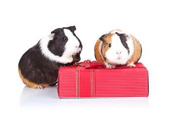 Image showing guinea pigs sitting on a gift