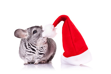 Image showing cute chinchilla near a santa hat