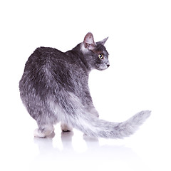 Image showing back view of a nice gray cat 