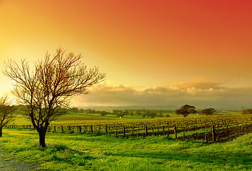 Image showing Vineyard Landscape