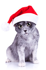 Image showing cat wearing a santa hat looking to the camera 