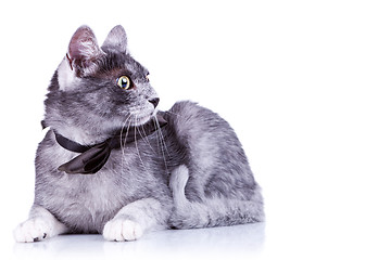 Image showing cute cat with a bow tie at its neck 