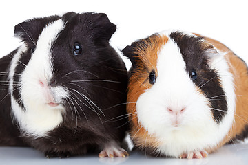 Image showing Close up of two guinea pigs