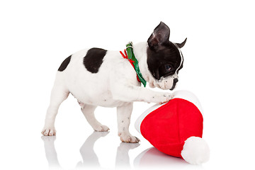 Image showing puppy playing with a santa hat