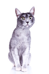 Image showing adorable gray cat with great eyes