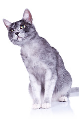 Image showing suspicious gray cat