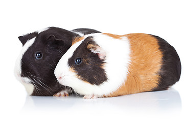 Image showing Two cute guinea pigs