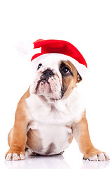 Image showing cute little santa english bulldog