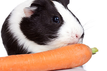 Image showing guinea pig eating a carrot