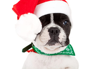 Image showing french bulldog puppy wearing a santa cap