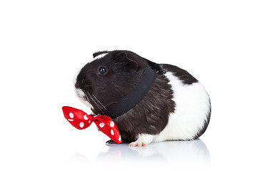 Image showing guinea pig wearing a red bow tie