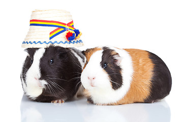 Image showing  two guinea pigs with a romanian