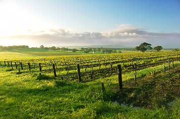 Image showing Vineyard Sunrise