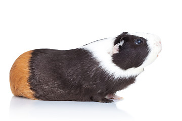 Image showing Adorable black guinea pig