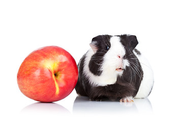 Image showing Black guinea pig and a red apple