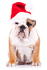 Image showing suspicious santa english bulldog puppy 