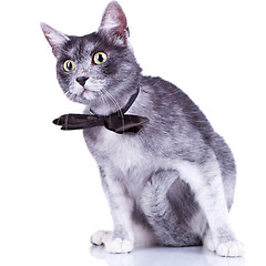 Image showing curious gray cat 