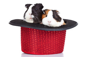 Image showing guinea pigs sitting in a red hat