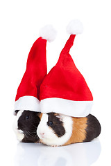 Image showing guinea pigs with Christmas hat 