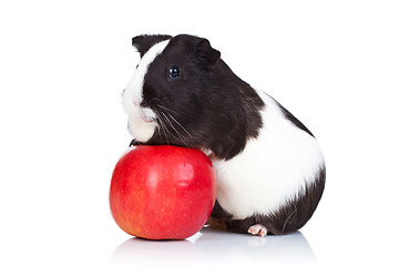 Image showing guinea pig climbing on a red apple