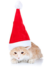 Image showing  red and white cat wearing a santa hat