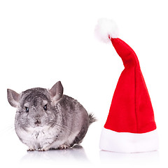 Image showing chinchilla standing near a red santa hat