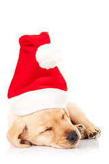 Image showing santa labrador puppy sleeping