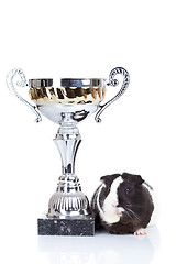 Image showing guinea pig and a winners cup