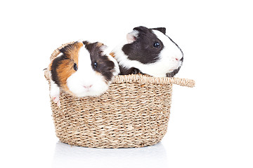 Image showing two guinea pigs in a basket