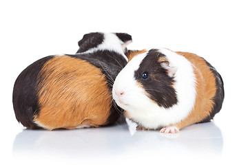 Image showing two adorable guinea pigs