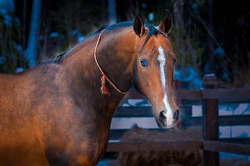 Image showing Bay horse on winter's paddock