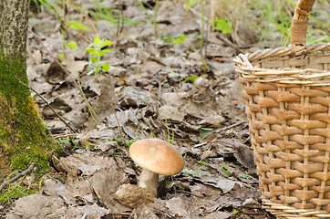 Image showing red cap scaber stalk leccinum aurantiacum mushroom 