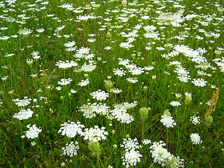 Image showing summer landscape with field of white flowers