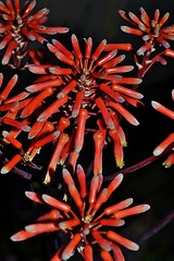 Image showing Aloe striata flower