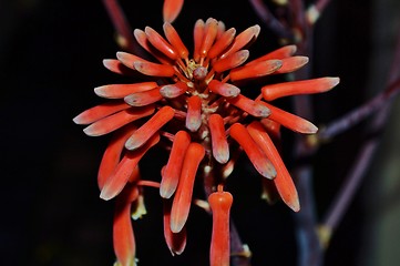 Image showing Aloe striata flower