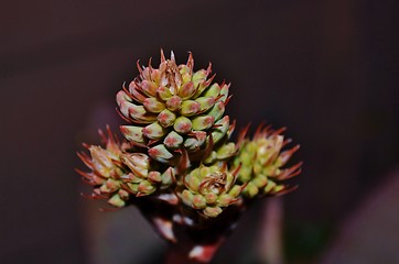 Image showing Aloe striata buds