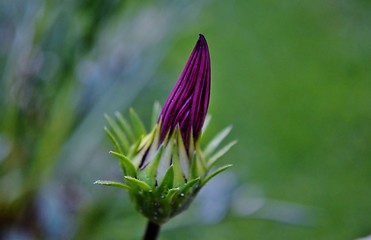 Image showing Gazania krebsiana flower bud