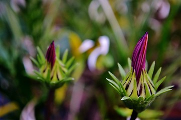 Image showing Gazania krebsiana flower bud